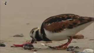 Ruddy Turnstone foraging on beach [upl. by Vyky229]