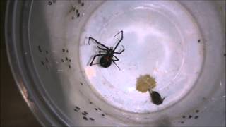 Latrodectus geometricus quotBlack formquot feeding Brown Widow [upl. by Yrrehc]