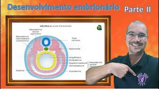 Desenvolvimento embrionário  Parte II [upl. by Idolem]