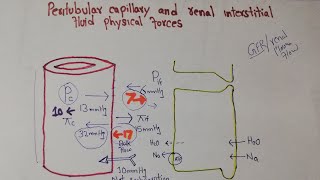 Renal system Lec 103  Peritubular Capillary Hydrostatic pressure  Colloid osmotic pressure [upl. by Trici618]