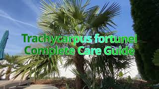 Trachycarpus fortunei Complete Care Guide [upl. by Nahtnhoj]