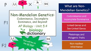 NonMendelian Genetics Codominance Incomplete Dominance and Beyond  AP Biology 54 [upl. by Yremrej451]