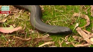 Rắn đen bụng đỏ  Red Bellied black snake [upl. by Irek]