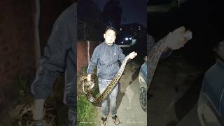 Burmese python Rescued by Bedanga Saikia Rupjyoti Nagar GolaghatAssam [upl. by Ecinereb]