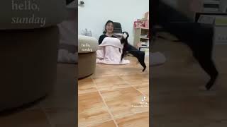 Cats Overreacting 😹 tiktok cats funny compilation funnyvideo [upl. by Eillen]