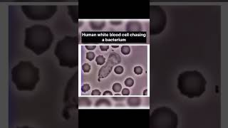 The Incredible Hunt for Bacteria by Human White Blood Cells [upl. by Ahsenrac]