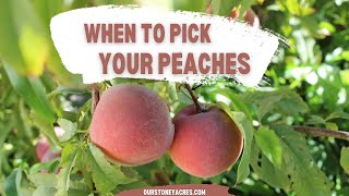 When to Pick your Peaches [upl. by Lawrence]