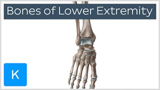 Overview of the Bones of the Lower Extremity preview  Human Anatomy  Kenhub [upl. by Ynaffet]