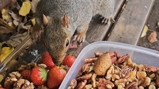 🐿 rat scared her off 😔🐀 squirrel grovepark weston squirrelwatching cute 2024 bekindtoanimals [upl. by Ynobe]