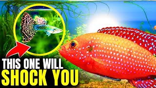 Top 10 Most Beautiful Freshwater Fish [upl. by Toombs]