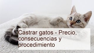 CASTRAR Gatos  Precio Consecuencias y Procedimiento [upl. by Dane821]