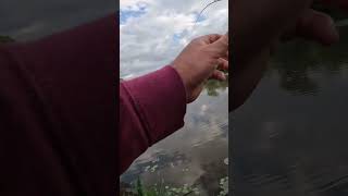 I didnt expect to catch an eel whilst lure fishing for perch on a bfsfishing setup on the lake [upl. by Ahsilad56]