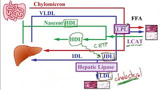 USMLE ACE Video 131 Lipid Metabolism Disorders and LipidLowering Drugs [upl. by Ater]