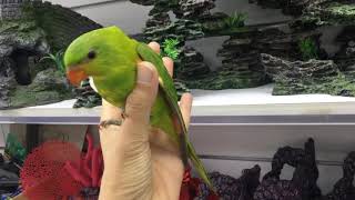 Cinnamon Scaly Lorikeet Hand Raised Baby [upl. by Rae]