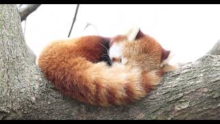 Red Panda Napping Competition [upl. by Austreng674]