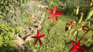 Royal catchfly A true hummingbird magnet [upl. by Naujik]