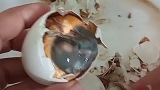 Eating balut or fertilized egg embryo  exotic food [upl. by Vel]