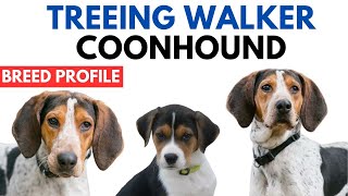 Treeing Walker Coonhound Breed Profile History  Price  Traits  TWC Dog Grooming Needs  Lifespan [upl. by Peacock750]