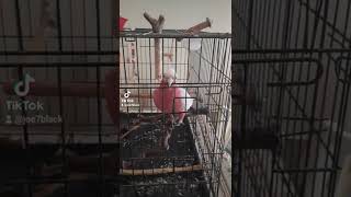 Galah Cockatoo Parrot  Gül Kakadu Papağanı [upl. by Nylatsirhc503]