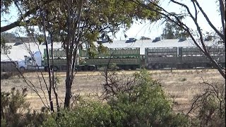 Kenworth T909 Livestock BabQuad Road Train Filmed On A Sony HDRCX405 Handycam [upl. by Akital]