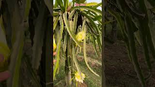 Dragon fruit flowers Bueaty farming dragonfruit flowers shorts myfield [upl. by Prescott]