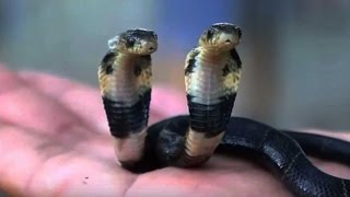 Rare twoheaded cobra discovered by snake breeder in China [upl. by Aivatnuahs]