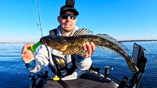 Kayak Fishing for Flathead and Whiting in local Waters [upl. by Donni]