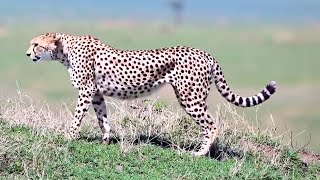 Famous Cheetah Nashipae  Masaimara  3 November 2024 [upl. by Arim]