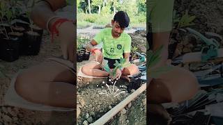 Transplanting Cardamom Seedlings into Grow Bags A StepbyStep Guide shorts [upl. by Wiseman]