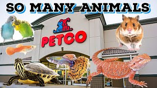 ALL The ANIMALS at PETCO [upl. by Lesirg447]