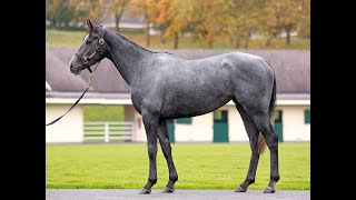 Lot 370 HAZBAIYA  Arqana Breeding Stock Sale 2024 [upl. by Boelter]