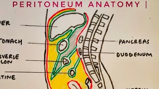 Peritoneum anatomy  med tutorials [upl. by Leandro]