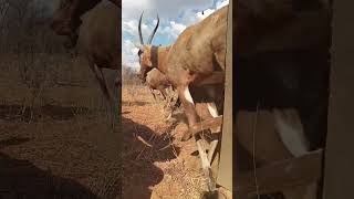 Blesbok offload blesbok [upl. by Joye]