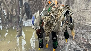 ARKANSAS DUCK HUNTING  IN THE TIMBER [upl. by Livesay]