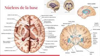 neuroanatomia basica para clase de neuroimagenes unmdp [upl. by Airual942]