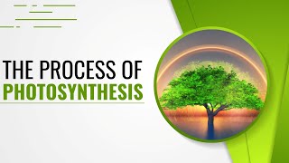 The Process of Photosynthesis  Light Reaction Dark Reaction Chloroplast Calvin Cycle [upl. by Iahcedrom]