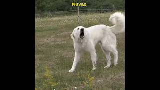 Kuvasz una raza de perro guardián youtubeshorts shorts youtube [upl. by Atla]