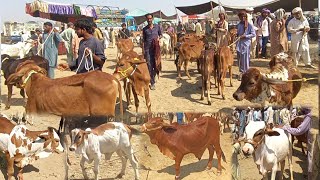 Zero Size Top Quality Breed  Sahiwal Cholistani Bachray Qurbani 2025 Bachra Farming Cattle Market [upl. by Moneta]