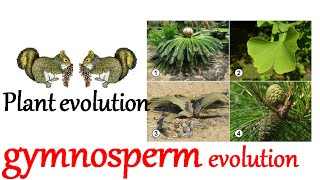 Plant evolution  gymnosperm evolution [upl. by Folberth]