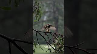 Mother Sparrow Shields Her Chicks from the Rain  Natures Tender Protection shorts ai [upl. by Pippa283]