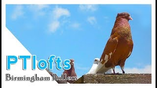 Graham Dexter roller pigeons part2 [upl. by Aerdnaz]