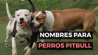 🥇 MEJORES NOMBRES PARA PERROS PITBULL 🐾 ¡UNICOS PARA HEMBRAS Y MACHOS [upl. by Jotham]