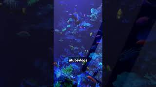 Fish aqaurium colorful fish subscribe like love ytshorts trending golden fish yellowfish [upl. by Starling]