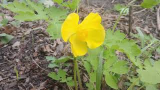 Celandine poppy a colorful spring beauty [upl. by Kimberly]