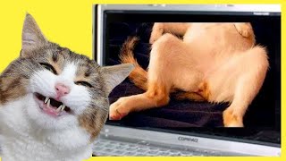 O Melhor Vídeo de Gatos Engraçados e Malucos Eles te Farão Rir Muito [upl. by Xuerd]