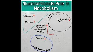 Role Of Glucocorticoids in Metabolism [upl. by Asiruam356]