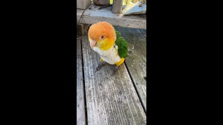 Hopping Caique Wants My Toes shorts [upl. by Nil]