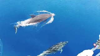 Amazing dolphins Mediterranean Sea [upl. by Madalyn848]