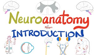 Introduction to Neuroanatomy  Learn the Basics  Neuroanatomy Playlist [upl. by Brosy903]