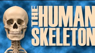 The Human Skeleton Full Walkthrough [upl. by Sillyhp]